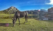 Lacs de Covadonga, en car réglementé, Picos de Europa, Espagne du Nord