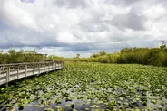 Sentier Anhinga sur pilotis, Everglades, Floride