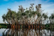 Sortie en bateau dans les Dix Mille Îles, Everglades, Floride