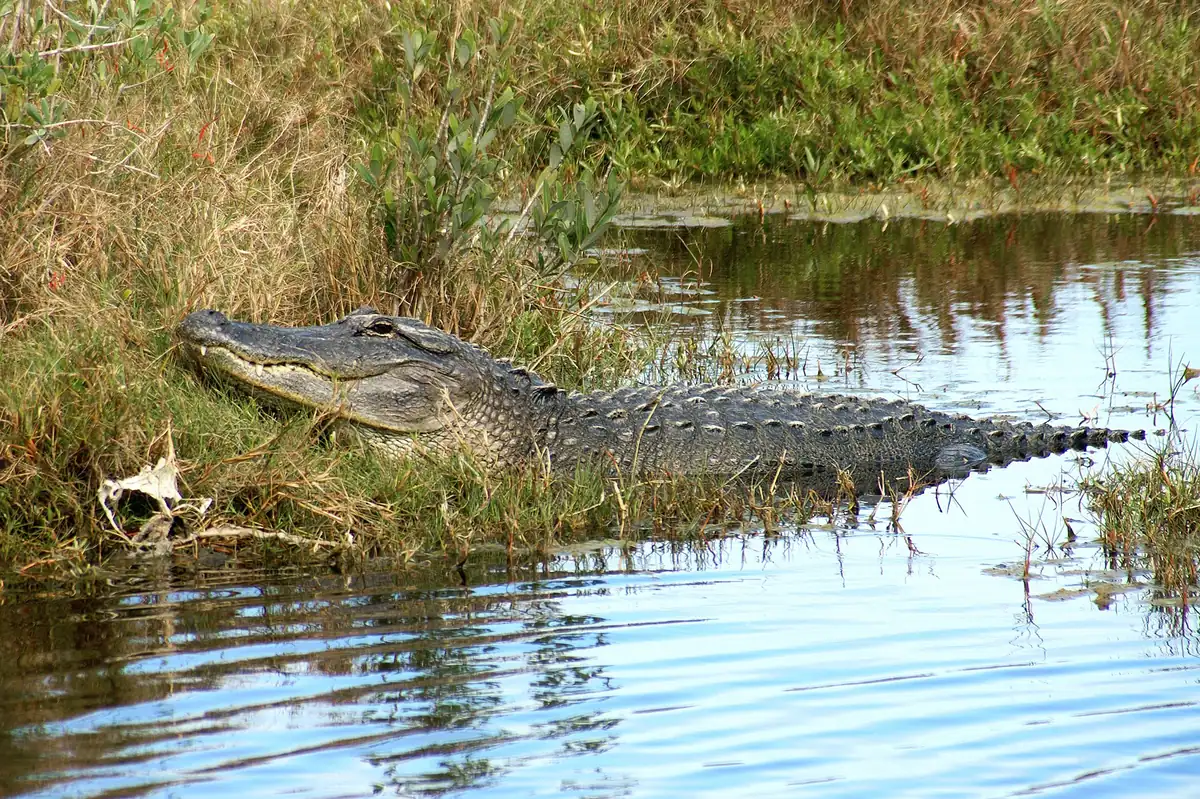 Everglades, Floride