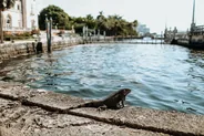 Vizcaya, villa et jardins, Miami, Floride