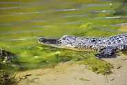 Gatorland et son marais sur pilotis, Orlando, Floride