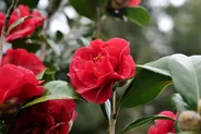 Jardins Harry P. Leu, Orlando, Floride