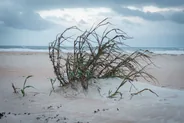 Plage d'Anastasia et ses dunes, St. Augustine, Floride