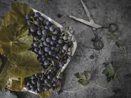 Domaine viticole et vin de Vinsanto, Santorin, Grèce