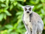 Zoo et parc des Mamelles, Basse-Terre et la Soufrière, Guadeloupe