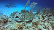 Baptême de plongée, Bouillante, Guadeloupe