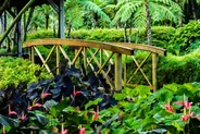 Jardin botanique de Deshaies, Deshaies, Guadeloupe