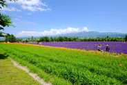 Ferme Tomita et ses champs de lavande, Furano et Biei, Hokkaido