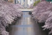 Nakameguro et la rivière Meguro, Tokyo, Hokkaido