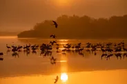 Les étangs de pêche et les grues, Hortobágy, Hongrie