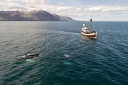Baleines à Húsavík, Akureyri, Islande