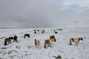 Vallée de Skagafjörður et chevaux islandais, Akureyri, Islande
