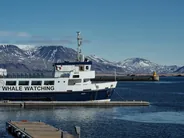 Observation des baleines depuis le vieux port, Reykjavík, Islande