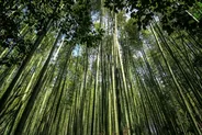 Bambouseraie d'Arashiyama au lever du jour, Kyoto, Japon classique