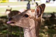 Parc de Nara et ses daims, Nara, Japon classique