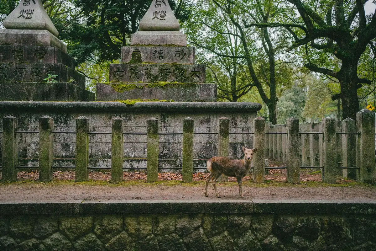 Nara, Japon