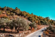 Collines d'oliviers d'Ajloun, Orjan et Rasoun, Jerash et Ajloun, Jordanie