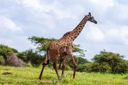 Observation depuis Observation Hill, Amboseli, Kenya