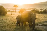 Safari au lever du jour, Amboseli, Kenya
