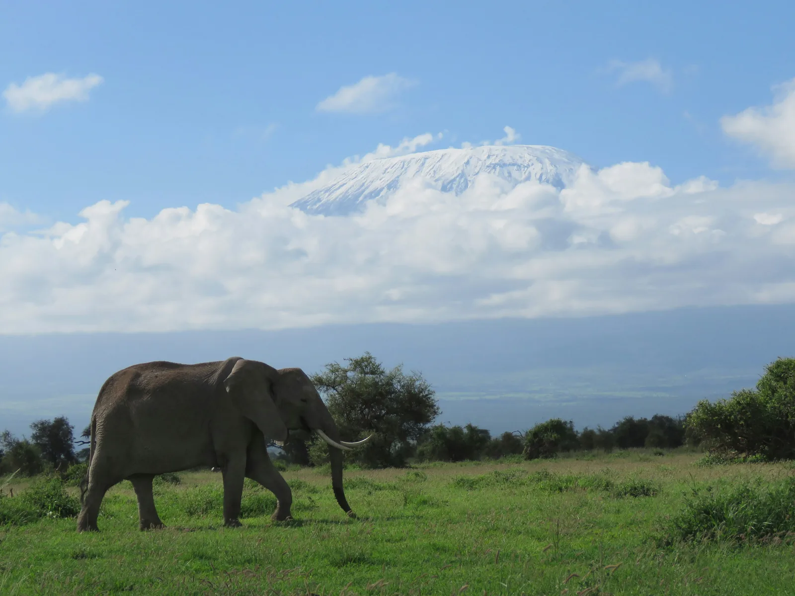 Amboseli, Kenya