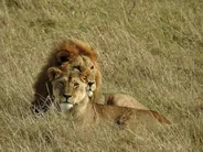 Safari dans la réserve, Masai Mara, Kenya