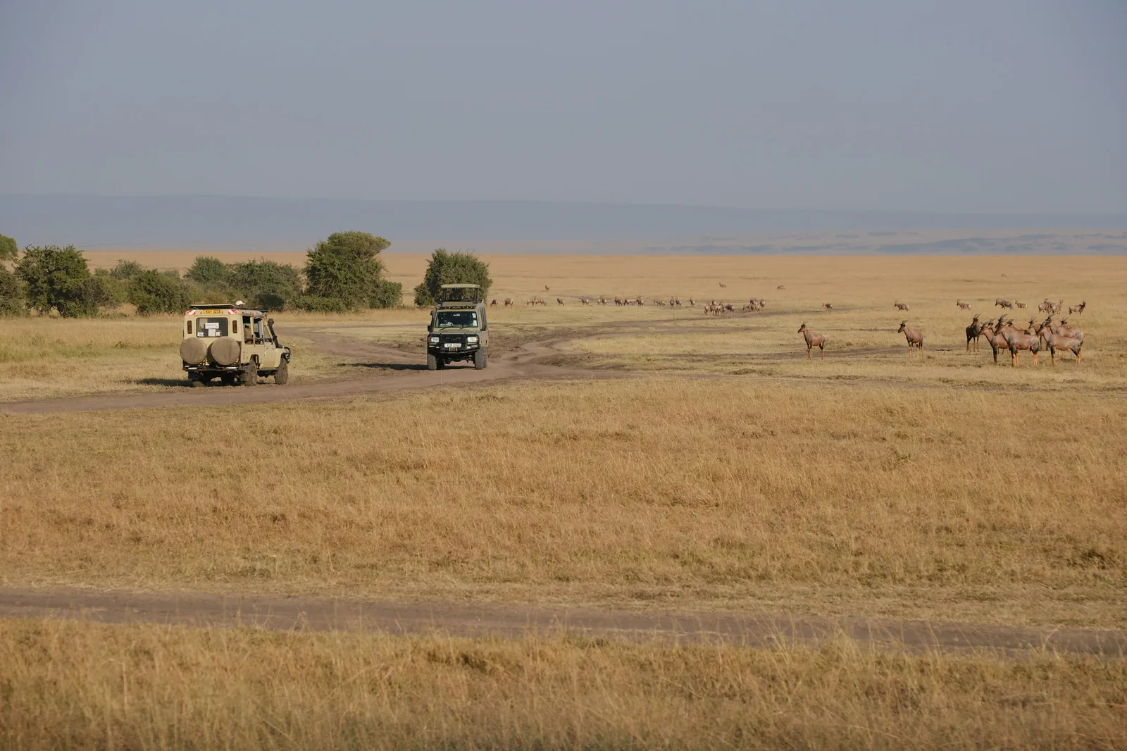 Masai Mara, Kenya