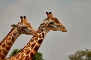 Haller Park, Mombasa, Kenya
