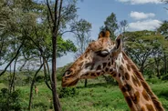 Giraffe Centre, Nairobi, Kenya
