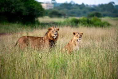 Parc national de Nairobi