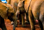 Sheldrick Wildlife Trust, Nairobi, Kenya