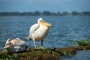 Sortie en bateau sur le lac, Lac Naivasha, Kenya