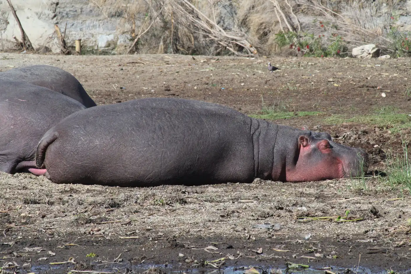 Lac Naivasha, Kenya