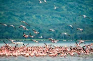 Les flamants roses du lac, Lac Nakuru, Kenya