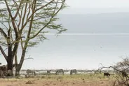 Point de vue de Baboon Cliff, Lac Nakuru, Kenya