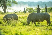 Safari au lac Nakuru, Lac Nakuru, Kenya