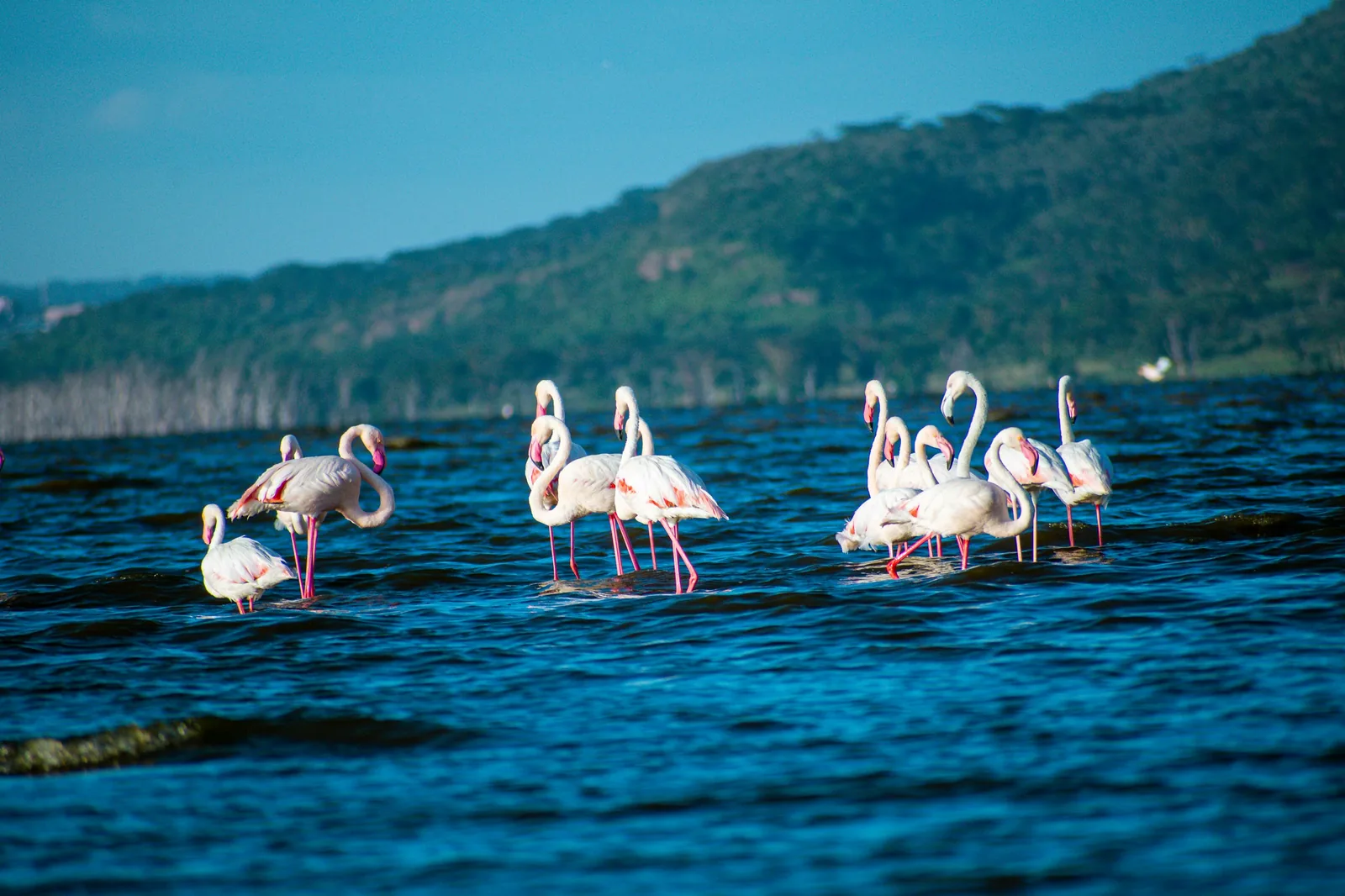 Lac Nakuru, Kenya