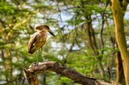 Forêt d'Arabuko-Sokoke, Watamu, Kenya