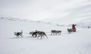 Safari en chiens de traîneau, Rovaniemi, Laponie