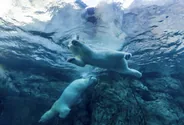 Zoo arctique de Ranua, Rovaniemi, Laponie
