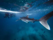 Nager avec les requins-baleines, Dhigurah, Maldives