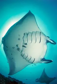 Plongée dans le sud de l'atoll d'Ari, Dhigurah, Maldives