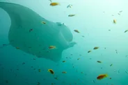 Raies mantas de l'atoll d'Ari, Dhigurah, Maldives