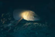 Plongée de nuit avec les requins-nourrices, Fulidhoo, Maldives