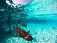Requins-nourrices au port du soir, Fulidhoo, Maldives