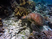 Masque et tuba avec les tortues, Maafushi, Maldives