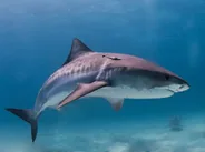 Plongée aux requins-marteaux à l'aube, Rasdhoo, Maldives