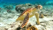 Tortues au masque depuis la plage, Thoddoo, Maldives