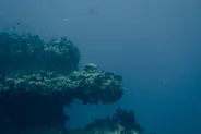 Masque et tuba sur le récif, Thulusdhoo, Maldives