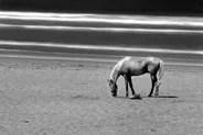 Balade à cheval sur la plage, Essaouira, Maroc